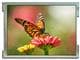 KYOCERA Display TCG043WQLBAANN-GN00
